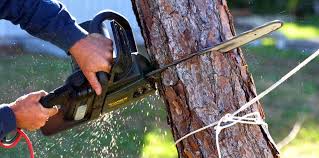 Best Lot and Land Clearing  in Firebaugh, CA