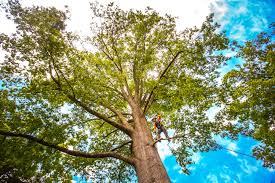Best Lawn Pest Prevention  in Firebaugh, CA