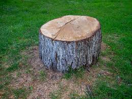 Best Tree Maintenance Programs  in Firebaugh, CA