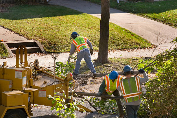 Best Hazardous Tree Removal  in Firebaugh, CA