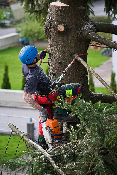 Best Utility Line Clearance  in Firebaugh, CA